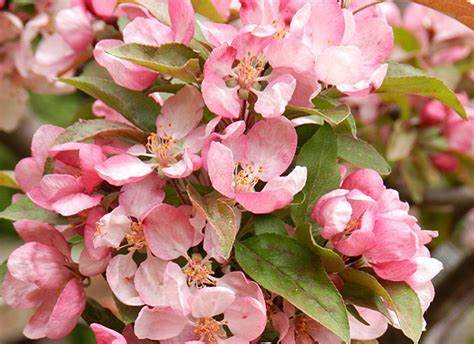 Indian Summer Scionwood