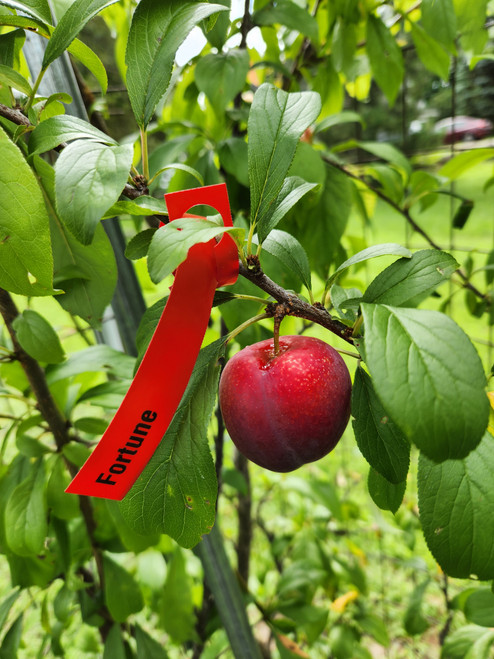 Scionwood - Plum Scionwood - Eating - Page 1 - Maple Valley