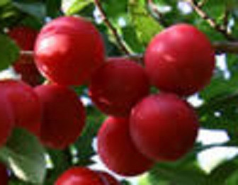 Red Diamond Scionwood