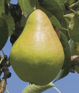 Bartlett Custom Benchgraft