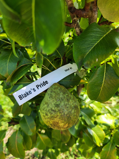 Blake's Pride Custom Benchgraft