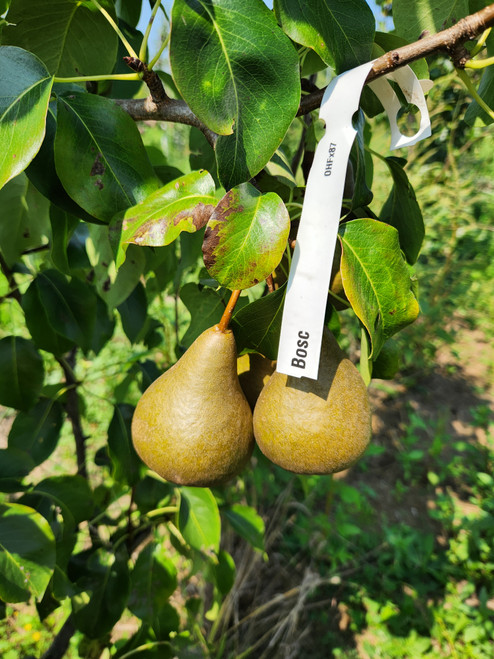 Bosc Custom Benchgraft