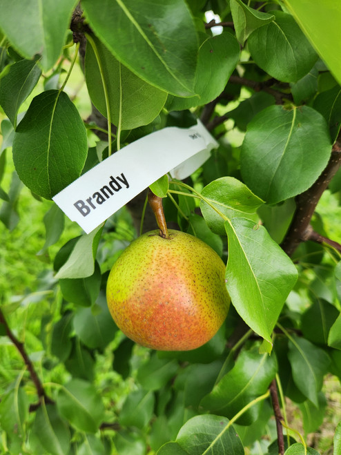 Brandy Custom Benchgraft