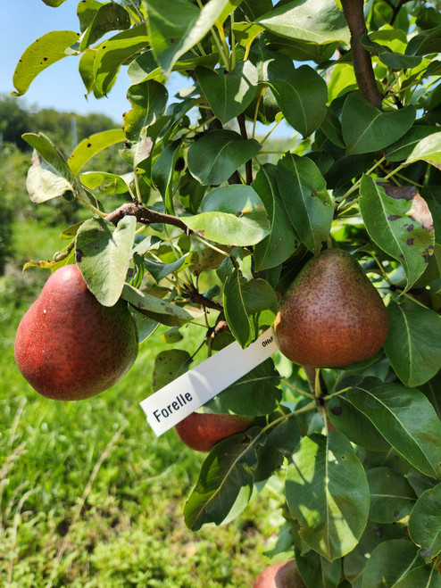 Forelle Custom Benchgraft