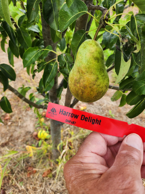 Harrow Delight Custom Benchgraft