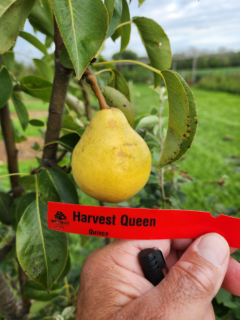 Harvest Queen Custom Benchgraft