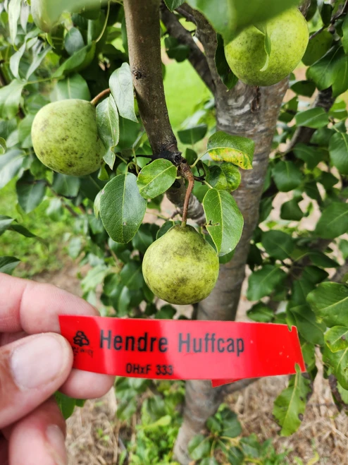 Hendre Huffcap Custom Benchgraft