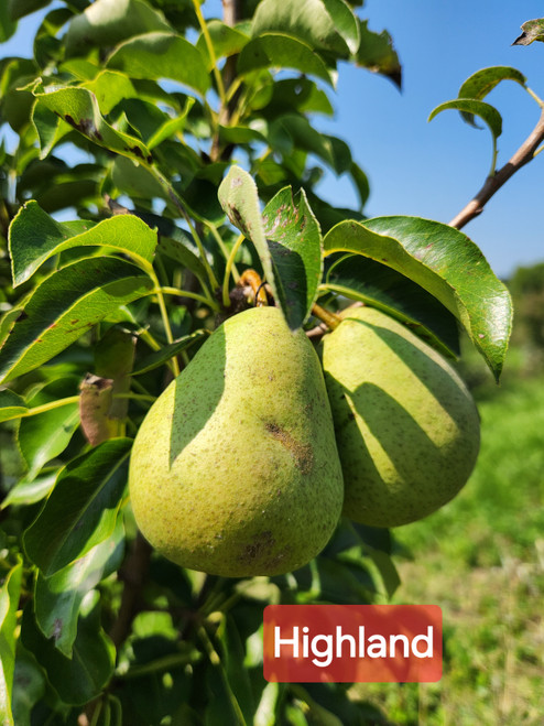 Highland Custom Benchgraft