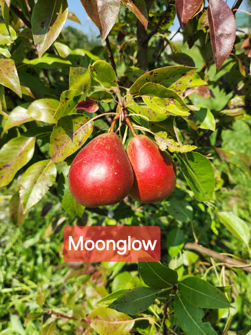Moonglow Custom Benchgraft