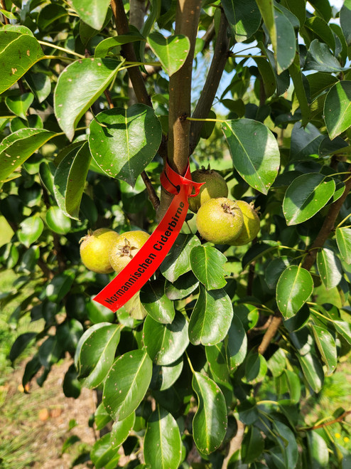 Normannischen Ciderbirne Custom Benchgraft