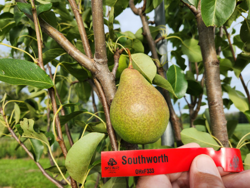 Southworth Custom Benchgraft