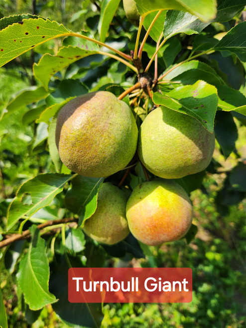 Turnbull Giant Custom Benchgraft