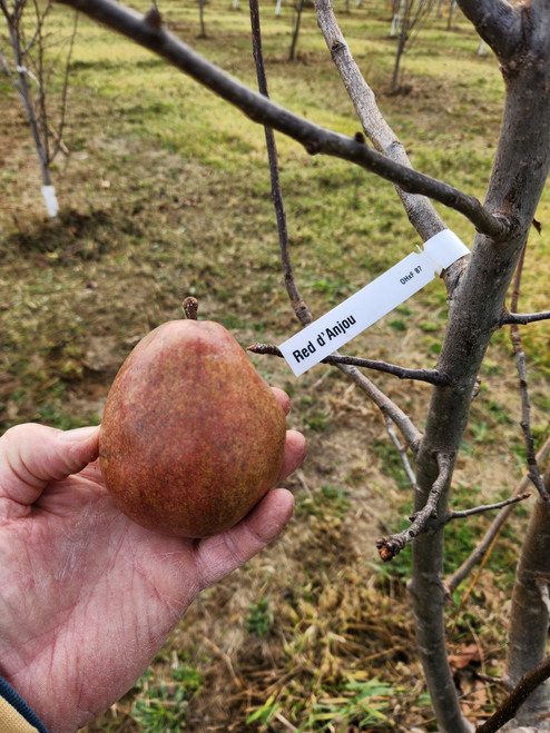 Red d'Anjou Scionwood