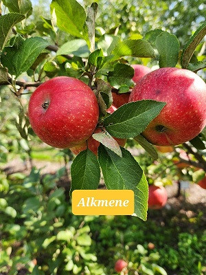 Alkmene Custom Benchgraft