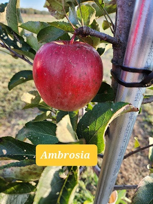 Ambrosia Custom Benchgraft