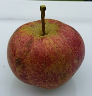 American Pippin Custom Benchgraft