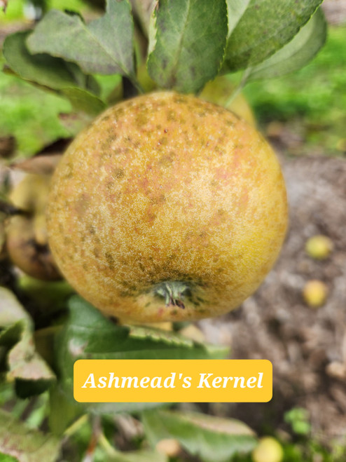 Ashmeads Kernel Custom Benchgraft