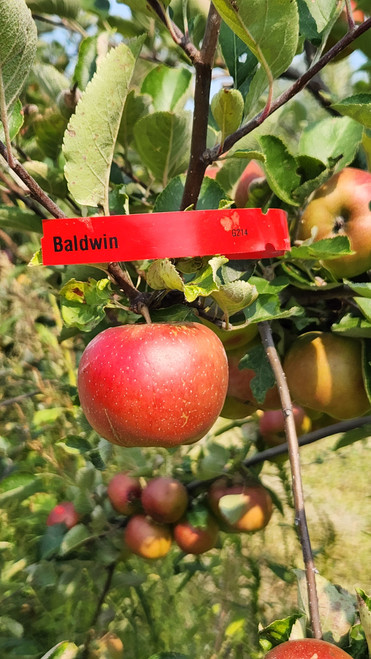 Baldwin Custom Benchgraft