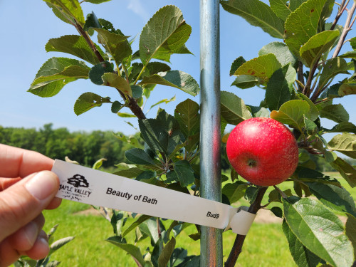 Beauty of Bath Custom Benchgraft