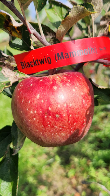 Blacktwig (Mammoth) Custom Benchgraft