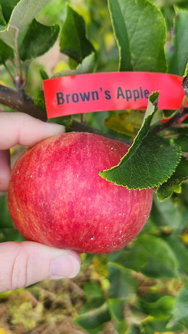 Brown's Apple Custom Benchgraft