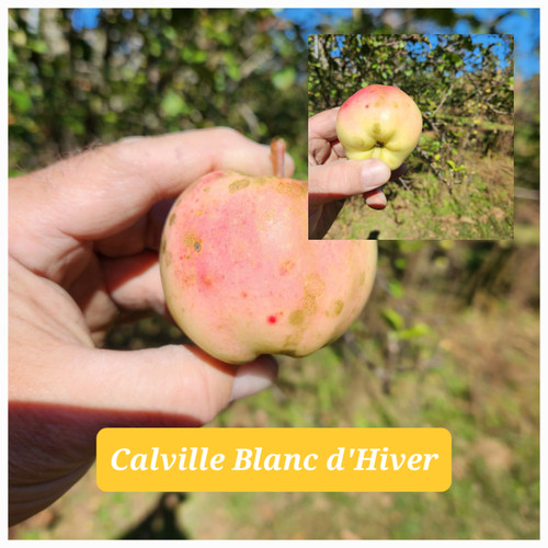 Calville Blanc d'Hiver Custom Benchgraft