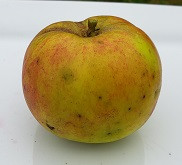Canada Reinette Custom Benchgraft