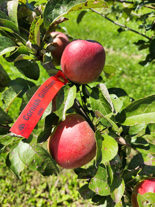 Cornish Gilliflower Custom Benchgraft