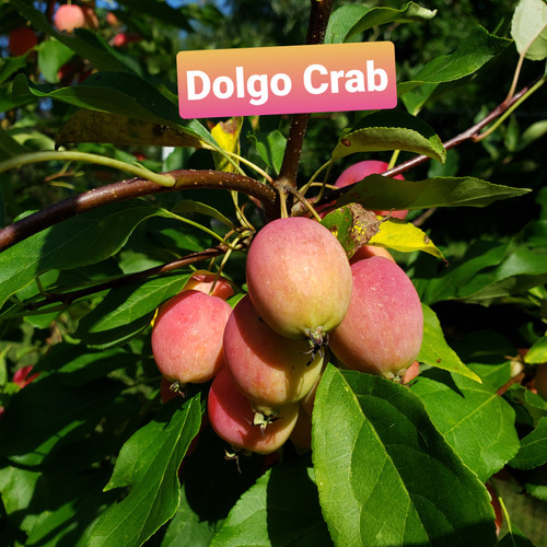 Dolgo Crab Custom Benchgraft