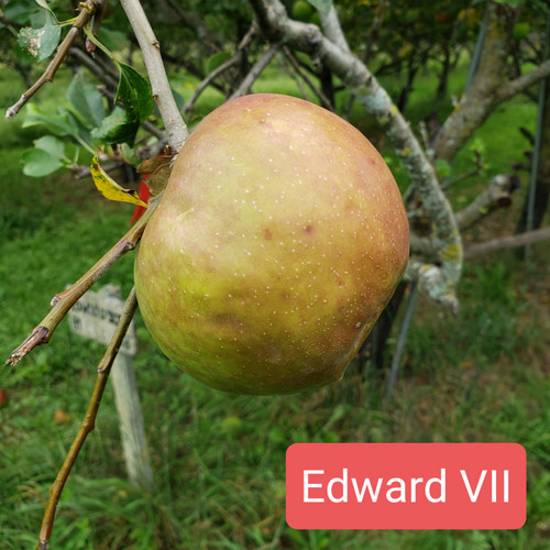 Edward VII Custom Benchgraft