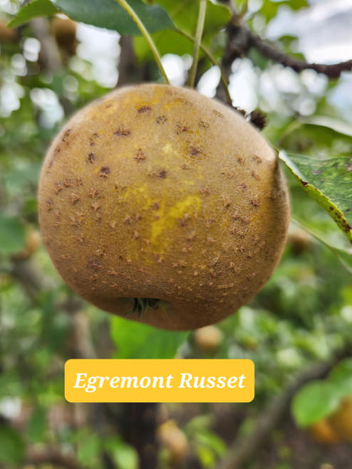 Egremont Russet Custom Benchgraft