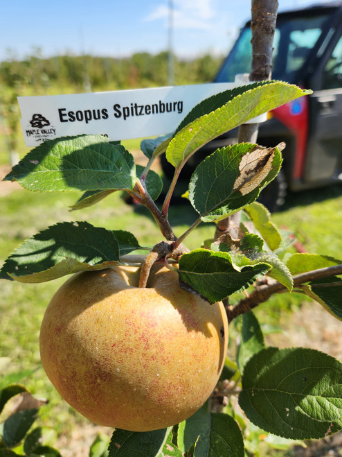 Esopus Spitzenburg Custom Benchgraft