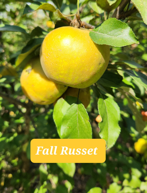 Fall Russet Custom Benchgraft