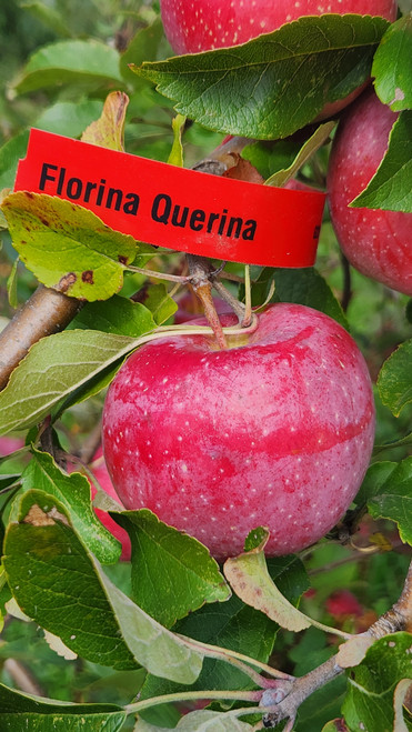 Florina Querina Custom Benchgraft