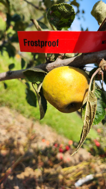 Frostproof Custom Benchgraft