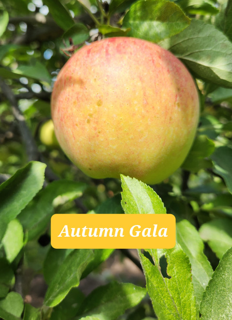 Gala Autumn Custom Benchgraft