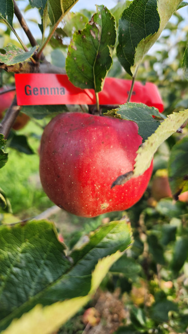 Gemma Custom Benchgraft