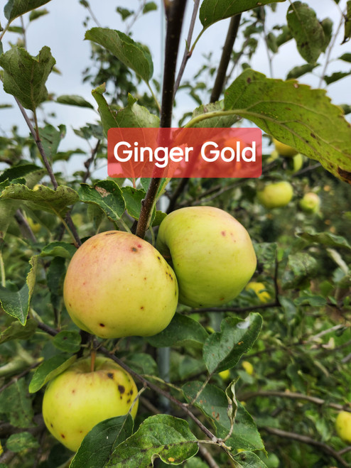 Ginger Gold Custom Benchgraft