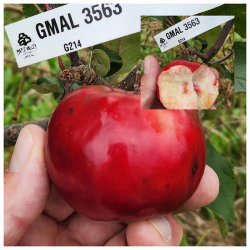 GMAL 3563 Custom Benchgraft