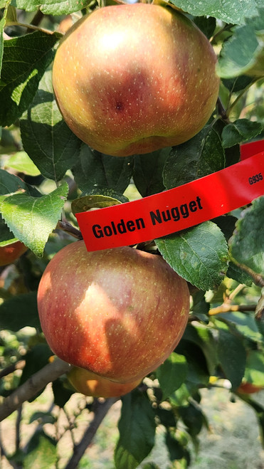 Golden Nugget Custom Benchgraft