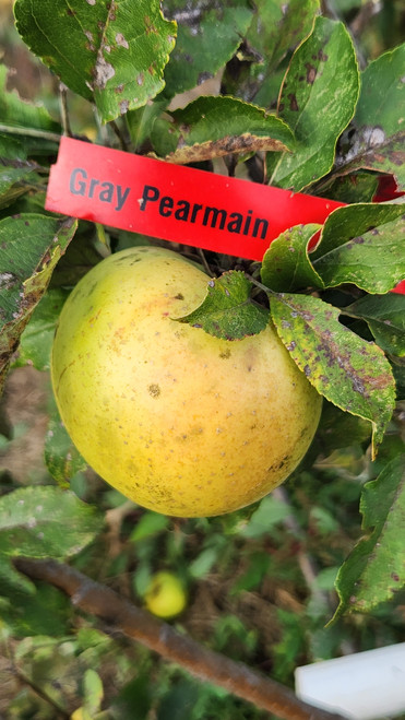 Gray Pearmain Custom Benchgraft