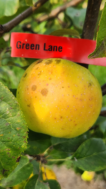 Green Lane Custom Benchgraft