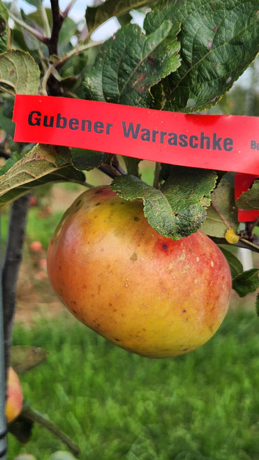 Gubener Warraschke Custom Benchgraft