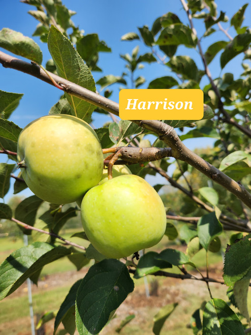 Harrison Custom Benchgraft