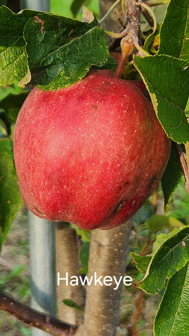 Hawkeye Custom Benchgraft