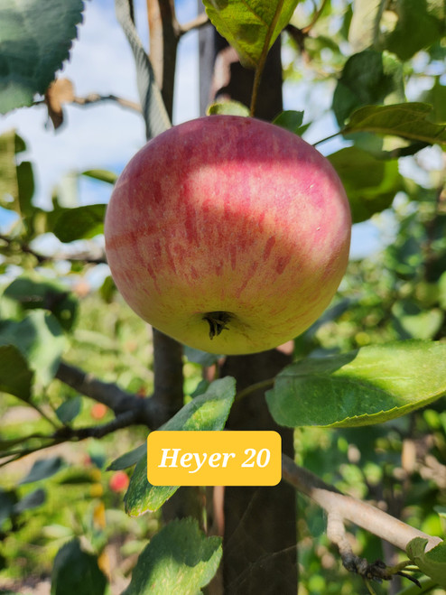 Heyer 20 Custom Benchgraft