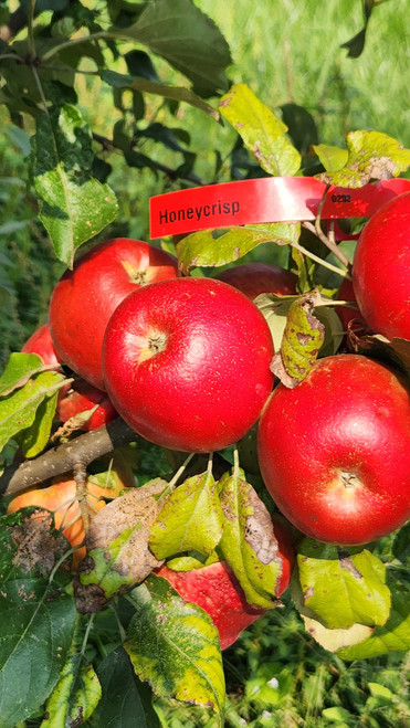 Honeycrisp Custom Benchgraft