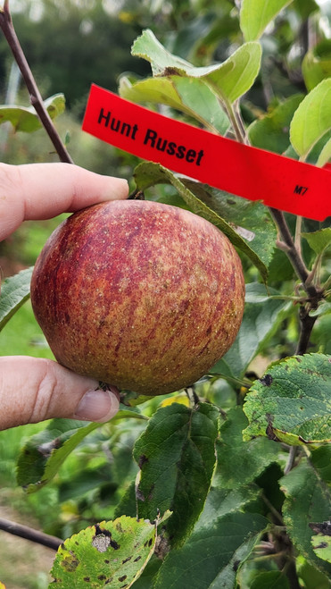 Hunt Russet Custom Benchgraft