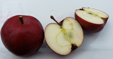 Ingrid Marie Custom Benchgraft