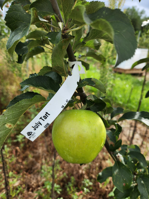 July Tart Custom Benchgraft